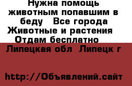 Нужна помощь животным попавшим в беду - Все города Животные и растения » Отдам бесплатно   . Липецкая обл.,Липецк г.